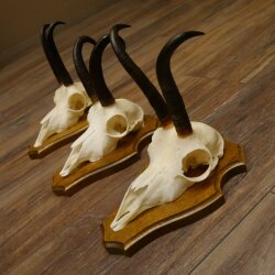 Bois de chamois 3 pièces Chamois mâle Bois de chamois sur plaque trophée SL 18,5 cm