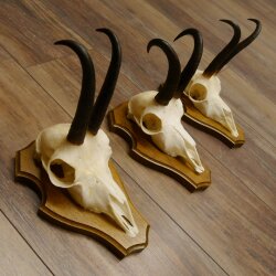 Bois de chamois 3 pièces Chamois mâle Bois de chamois sur plaque trophée SL 18,5 cm