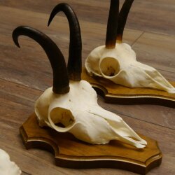 Bois de chamois 3 pièces Chamois mâle Bois de chamois sur plaque trophée SL 18,5 cm