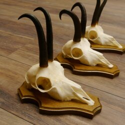 Bois de chamois 3 pièces Chamois mâle Bois de chamois sur plaque trophée SL 18,5 cm