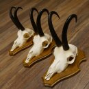 Gamsgeweihe 3 Stück Gamsen Bock Gemse Geweihe auf Trophäenschild SL 21 cm