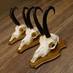 Gamsgeweihe 3 Stück Gamsen Bock Gemse Geweihe auf Trophäenschild SL 21 cm