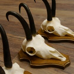Gamsgeweihe 3 Stück Gamsen Bock Gemse Geweihe auf Trophäenschild SL 21 cm