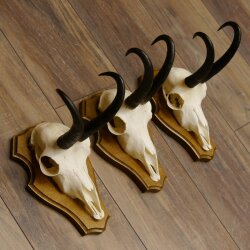 Gamsgeweihe 3 Stück Gamsen Bock Gemse Geweihe auf Trophäenschild SL 21 cm