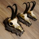 Gamsgeweihe 3 Stück Gamsen SL bis 22 cm Bock Gemse Geweihe auf geschnitzten Trophäenschildern