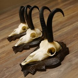 Gamsgeweihe 3 Stück Gamsen SL bis 22 cm Bock Gemse Geweihe auf geschnitzten Trophäenschildern