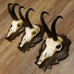 Gamsgeweihe 3 Stück Gamsen SL bis 22 cm Bock Gemse Geweihe auf geschnitzten Trophäenschildern