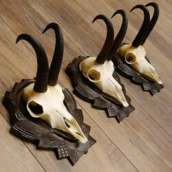 Gamsgeweihe 3 Stück Gamsen SL bis 22 cm Bock Gemse Geweihe auf geschnitzten Trophäenschildern