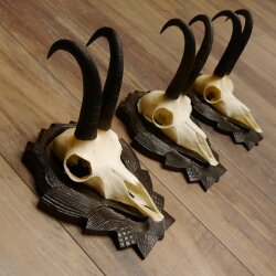Gamsgeweihe 3 Stück Gamsen SL bis 22 cm Bock Gemse Geweihe auf geschnitzten Trophäenschildern