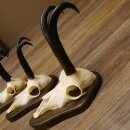 Gamsgeweihe 3 Stück Gamsen SL bis 23,4 cm Bock Gemse Geweihe auf Trophäenschildern