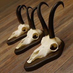 Gamsgeweihe 3 Stück Gamsen SL bis 23,4 cm Bock Gemse Geweihe auf Trophäenschildern