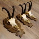 Gamsgeweihe 3 Stück Gamsen SL bis 24,2 cm Bock Gemse Geweihe auf geschnitzten Trophäenschildern