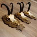 Gamsgeweihe 3 Stück Gamsen SL bis 24,2 cm Bock Gemse Geweihe auf geschnitzten Trophäenschildern