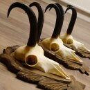 Gamsgeweihe 3 Stück Gamsen SL bis 24,2 cm Bock Gemse Geweihe auf geschnitzten Trophäenschildern