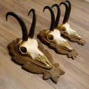 Corna di camoscio 3 pezzi Camosci SL fino a 24,2 cm Corna...