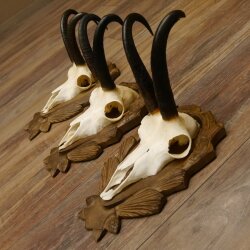Gamsgeweihe 3 Stück Gamsen SL bis 24,2 cm Bock Gemse Geweihe auf geschnitzten Trophäenschildern