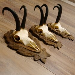 Gamsgeweihe 3 Stück Gamsen SL bis 24,2 cm Bock Gemse Geweihe auf geschnitzten Trophäenschildern