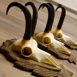 Gamsgeweihe 3 Stück Gamsen SL bis 24,2 cm Bock Gemse Geweihe auf geschnitzten Trophäenschildern