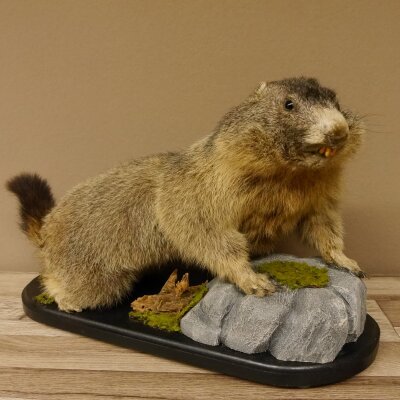 Preparado de marmota Altura 50 cm sobre madera con piedra decorativa Trofeo Marmota 89.12.72