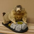 Preparado de marmota Altura 50 cm sobre madera con piedra decorativa Trofeo Marmota 89.12.72