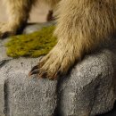 Preparado de marmota Altura 50 cm sobre madera con piedra decorativa Trofeo Marmota 89.12.72