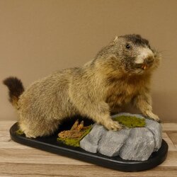 Preparado de marmota Altura 50 cm sobre madera con piedra decorativa Trofeo Marmota 89.12.72