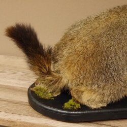 Preparado de marmota Altura 50 cm sobre madera con piedra decorativa Trofeo Marmota 89.12.72