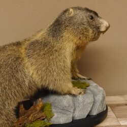 Preparado de marmota Altura 50 cm sobre madera con piedra decorativa Trofeo Marmota 89.12.72