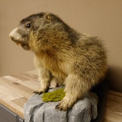 Preparado de marmota Altura 50 cm sobre madera con piedra decorativa Trofeo Marmota 89.12.72