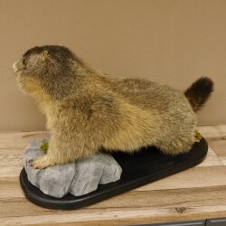 Preparado de marmota Altura 50 cm sobre madera con piedra decorativa Trofeo Marmota 89.12.72