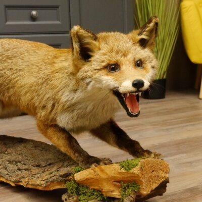 Fuchs Rotfuchs offener Fang auf Baumstamm Präparat Tierpräparat Tiertrophäe 89.8.180