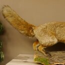 Fuchs Rotfuchs offener Fang auf Baumstamm Präparat...