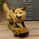 Fuchs Rotfuchs offener Fang auf Baumstamm Präparat Tierpräparat Tiertrophäe 89.8.180