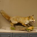 Fuchs Rotfuchs offener Fang auf Baumstamm Präparat Tierpräparat Tiertrophäe 89.8.180
