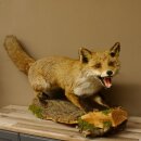 Fuchs Rotfuchs offener Fang auf Baumstamm Präparat Tierpräparat Tiertrophäe 89.8.180