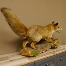 Fuchs Rotfuchs offener Fang auf Baumstamm Präparat Tierpräparat Tiertrophäe 89.8.180