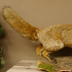 Fuchs Rotfuchs offener Fang auf Baumstamm Präparat Tierpräparat Tiertrophäe 89.8.180