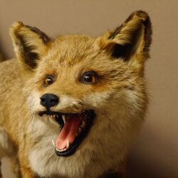 Fuchs Rotfuchs offener Fang auf Baumstamm Präparat Tierpräparat Tiertrophäe 89.8.180
