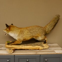 Fuchs Rotfuchs offener Fang auf Baumstamm Präparat Tierpräparat Tiertrophäe 89.8.180