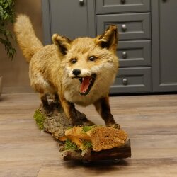Fuchs Rotfuchs offener Fang auf Baumstamm Präparat Tierpräparat Tiertrophäe 89.8.180