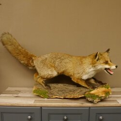 Fuchs Rotfuchs offener Fang auf Baumstamm Präparat Tierpräparat Tiertrophäe 89.8.180