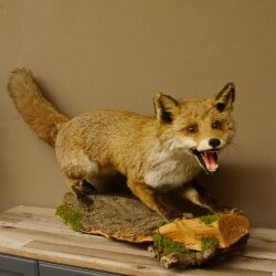 Fuchs Rotfuchs offener Fang auf Baumstamm Präparat Tierpräparat Tiertrophäe 89.8.180