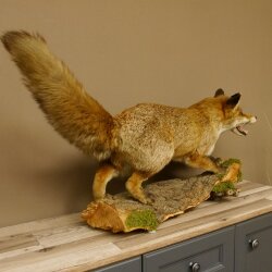 Fuchs Rotfuchs offener Fang auf Baumstamm Präparat Tierpräparat Tiertrophäe 89.8.180