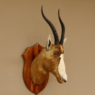 Blessbock Buntbock HL 38 cm Antilope Haupt Kopf Schulter Präparat Trophäenschild 95.5.17
