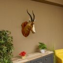 Blessbock Buntbock HL 38 cm Antilope Haupt Kopf Schulter Präparat Trophäenschild 95.5.17