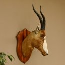 Blessbock Buntbock HL 38 cm Antilope Haupt Kopf Schulter...