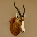 Blessbock Buntbock HL 38 cm Antilope Haupt Kopf Schulter Präparat Trophäenschild 95.5.17