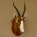 Blessbock Buntbock HL 38 cm Antilope Haupt Kopf Schulter Präparat Trophäenschild 95.5.17