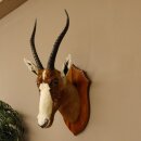 Blessbock Buntbock HL 38 cm Antilope Haupt Kopf Schulter Präparat Trophäenschild 95.5.17