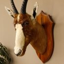 Blessbock Buntbock HL 38 cm Antilope Haupt Kopf Schulter Präparat Trophäenschild 95.5.17